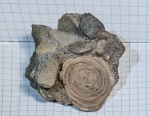 Foraminifera Балаклава