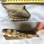 Фрагмент челюсти млекопитающего