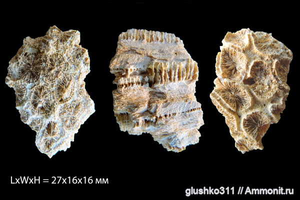 Днепропетровск, Рыбальский карьер, мандрыковские слои, верхний эоцен, приабон, Upper Eocene, Tarbellastraea ukrainica