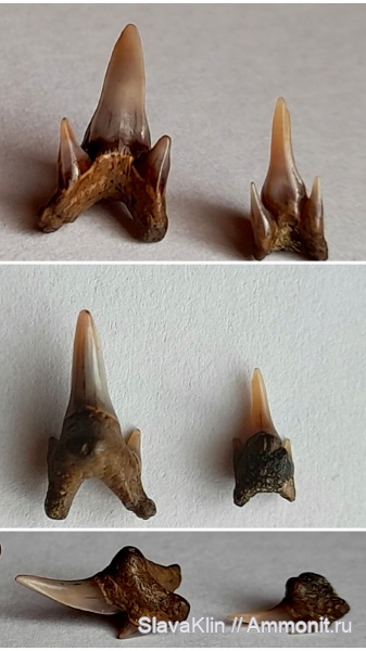 зубы, акулы, Pseudoscapanorhynchus compressidens, Pseudoscapanorhynchus, teeth, sharks