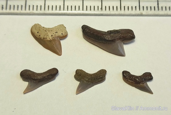 зубы, акулы, Paleoanacorax, teeth, sharks