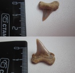Зуб  Cretoxyrhina denticulata