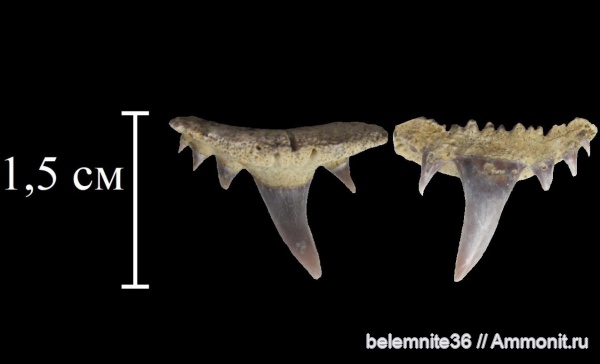 сеноман, зубы акул, Paraorthacodus, Волгоградская область, Paraorthacodus recurvus, Synechodontiformes, Cenomanian, shark teeth