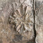 Ихнофоссилии