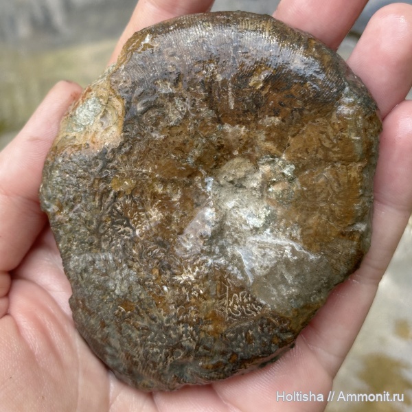 Euphylloceras, Ammonites