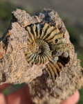 Leymeriella tardefurcata