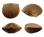 Молодой Hemipronites (=Ladogiella) imbricata (ÖPIK)