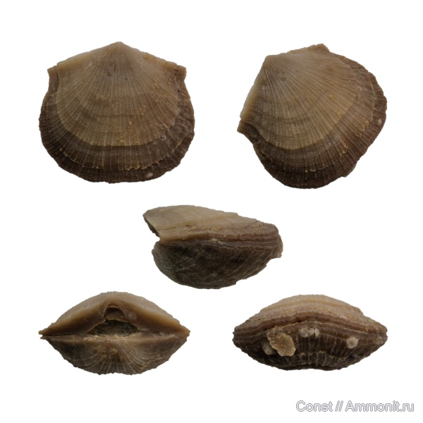 брахиоподы, ордовик, Estlandia, Gonambonitidae