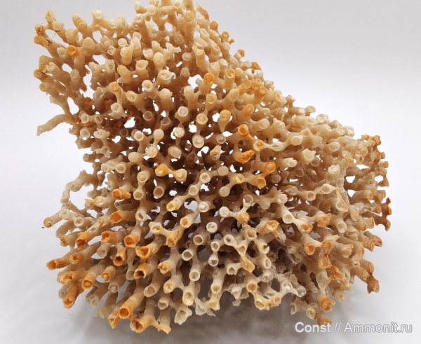 карбон, колониальные кораллы, Syringopora, табуляты, Syringoporida, сирингопоры