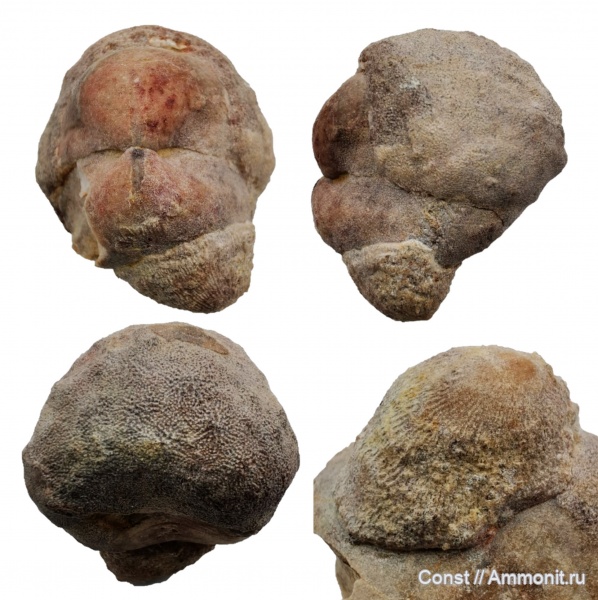 Porambonites, philhedra, Craniidae, Philhedra rivulosa