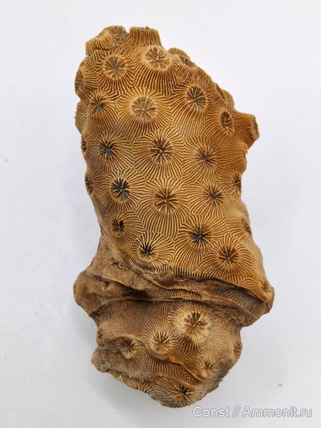 Scleractinia, diplocoenia