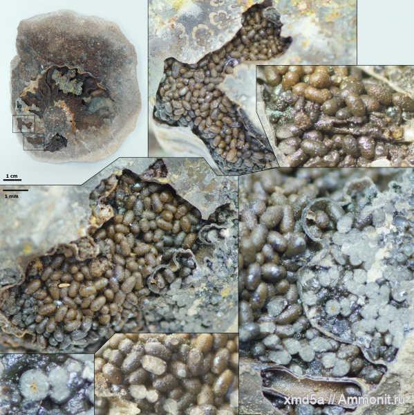 копролиты, Arcthoplites, Владимирская область, Ammonoidea, Albian