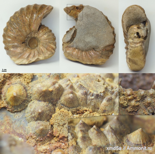 Arcthoplites, Владимирская область, Ammonoidea, conellae, Albian