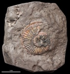 Plasmatites cf. crenulatus