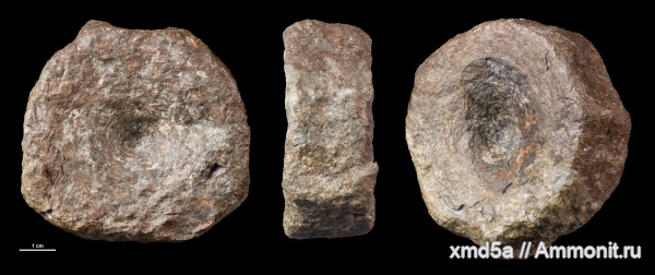 ихтиозавры, позвонки, позвонки ихтиозавров