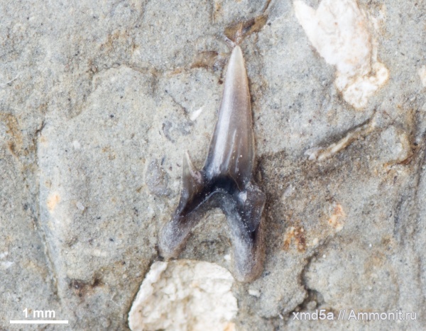 зубы, зубы рыб