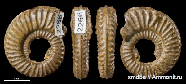 аммониты