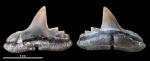 Physogaleus sp. #2216