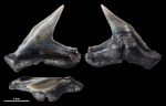 Physodon sp. #2217 Physodon sp. #2217