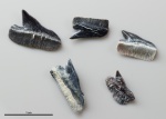 Echinorhinus sp. #2230