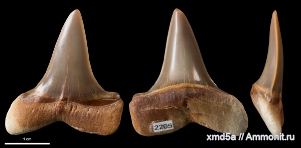 Macrorhizodus, Macrorhizodus americanus