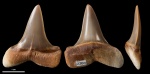 Macrorhizodus sp. #2205