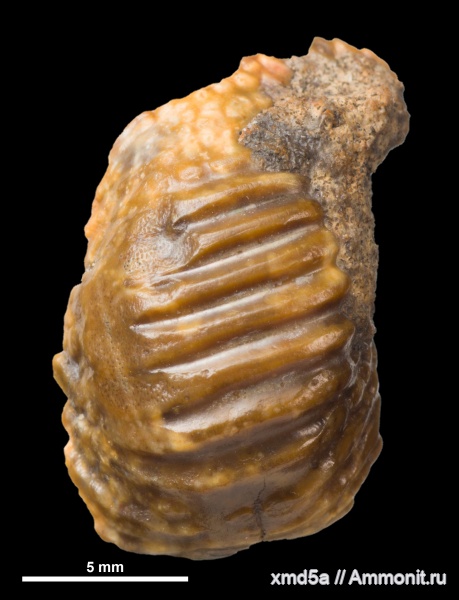 Ptychodus