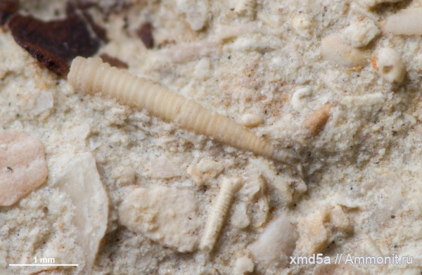 тентакулиты