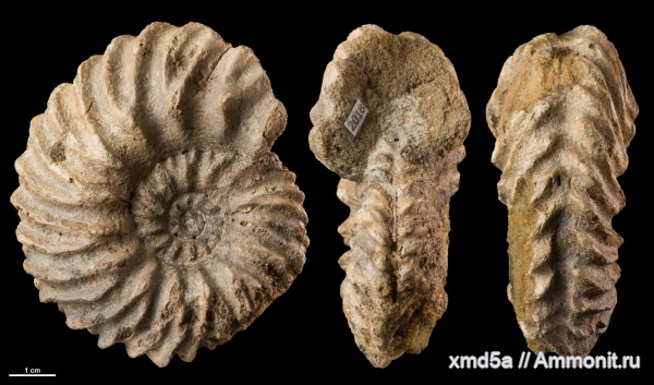 Hoplites, Hoplites spathi