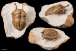 Asaphus kowalewskii #1940