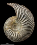 Quenstedtoceras henrici #2308