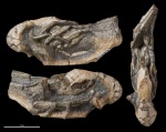 Eumorphia sp. #2317