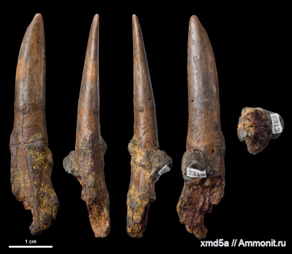 зубы рыб, Protosphyraena