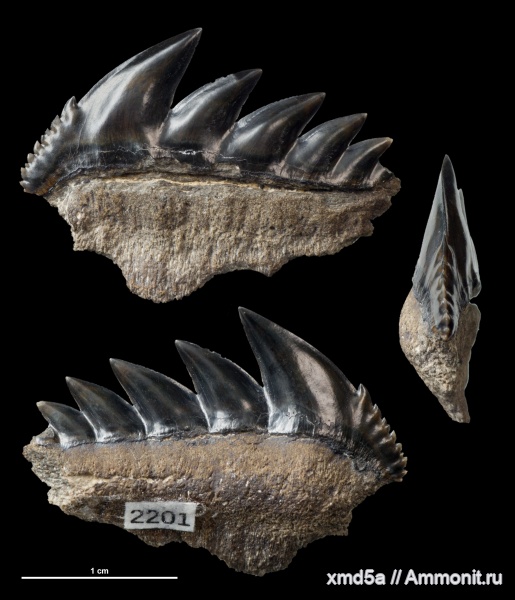 Notorhynchus, Notorhynchus kempi