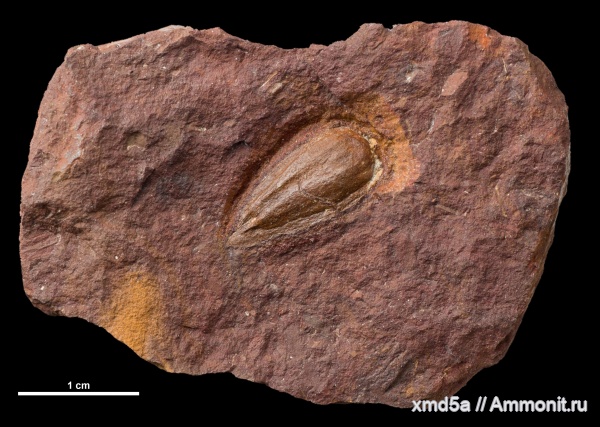 семена, семена растений