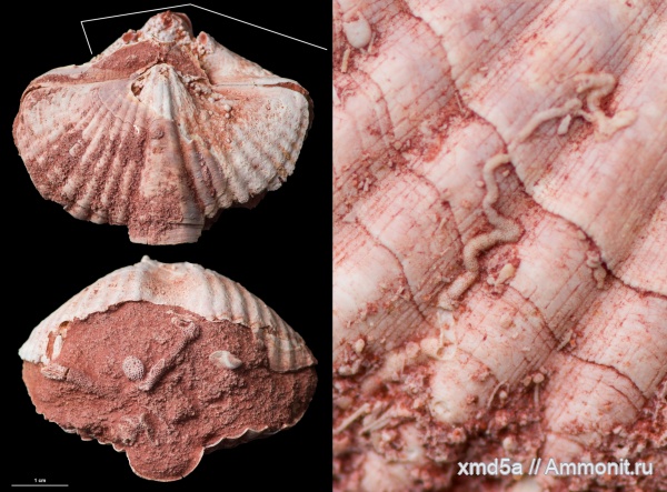 Licharewia, Licharewia rugulata