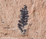 Растение #2509