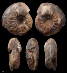 Аммонит-артефакт #2555