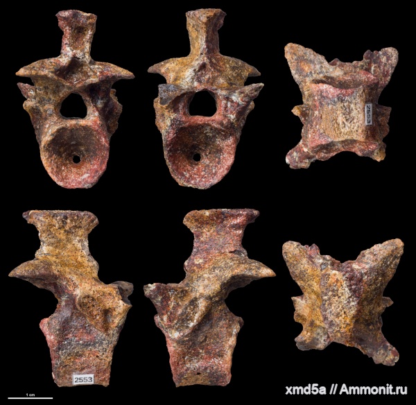 Karpinskiosaurus, Karpinskiosaurus secundus