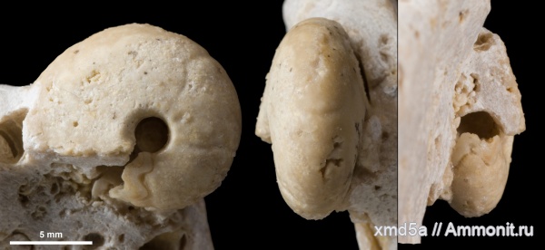 Goniatitida, гониатиты