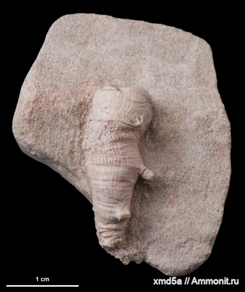 Pseudobradyphyllum, Pseudobradyphyllum serpens