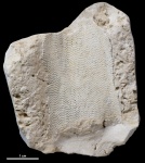 Мшанка на определение #2608 Мшанка на определение #2608