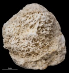 Губка? #2620 Губка? #2620