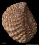 Quadratotrigonia sp. #2740