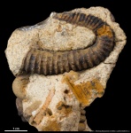 Hamites sp. (?) #2731