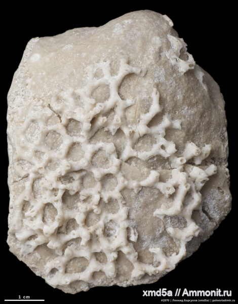 Choristites, Aulopora, Aulopora macrostoma
