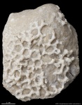 Aulopora macrostoma #2870
