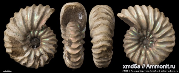 Arcthoplites, Arcthoplites gerassimovi