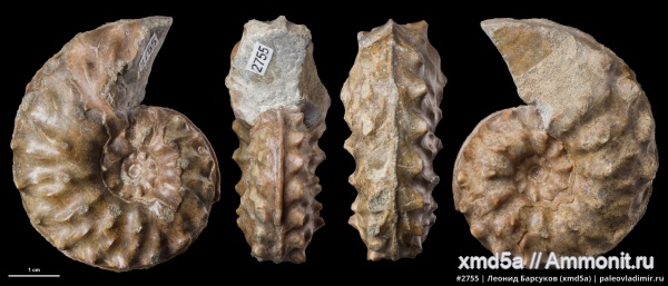 Schloenbachia, Schloenbachia varians