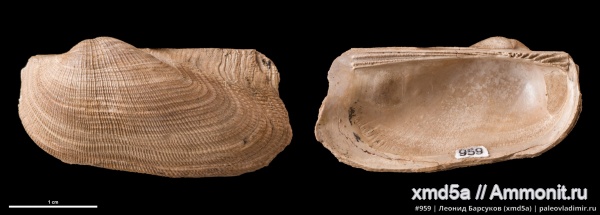 Grammatodon, Grammatodon rouilleri